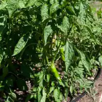 Перец сладкий «Торно ди Торо», куст