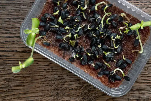 Все, что нужно для выращивания микрозелени — это солнечный свет и приемлемые условия выращивания