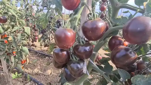 «Черничный блюз» — по виду плоды напоминают «Чёрный дракон», однако они более крупные и имеют перцевидную форму