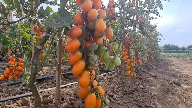 «Оранжевый фонтан» — индетерминантный раннеспелый гибрид со слабооблиственными кустами. Формирует длинные кисти с оригинальными плодами вытянутой, цилиндрической формы и ярко-оранжевой окраски