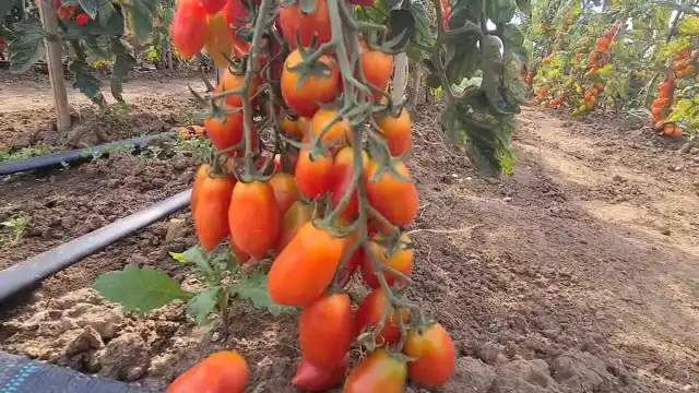 «Малиновый фонтан» — полудетерминантный гибрид, образующий большое количество кистей до 30 плодов в каждой. Плоды розово-малиновые, глянцевые, удлинённые