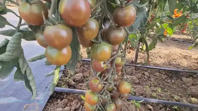 Сорт «Чёрный шоколад» относится к разновидности томатов биф-черри (коктейль), то есть плоды у него чуть более крупные (до 35 г), чем обычные черри