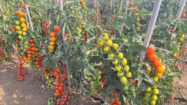 «Терек» — великолепный индетерминантный гибрид, который прекрасно можно выращивать не только в теплицах, но и в открытом грунте. На кустах формируется несколько обильных кистей (от 20 до 40 плодов) с дружным созреванием