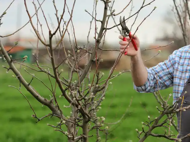 При формировании саженца после второй зимовки с обрезкой важно не усердствовать