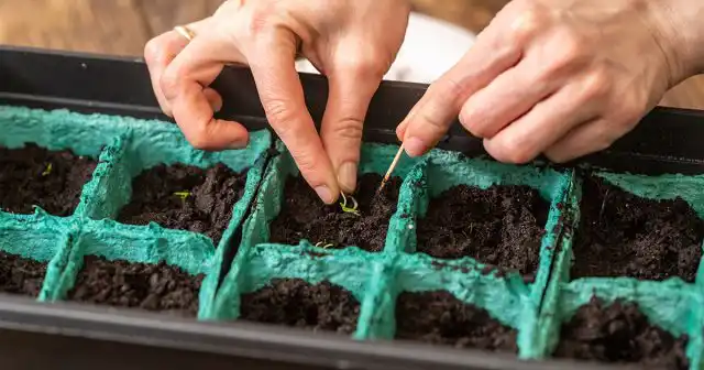 Высаживание семян в грунт