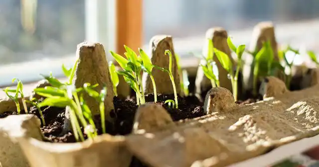 Для посева можно взять практически любые ёмкости, которые будут удобны вам. Главное, чтобы вы потом смогли легко распикировать рассаду, когда она подрастёт. Используют также торфяные таблетки