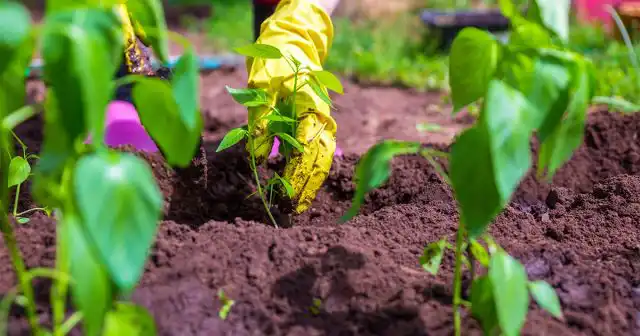 Для пересадки на постоянные гряды нужно выбрать пасмурную тёплую погоду или вечер солнечного дня. Предварительно, рассаду за 10-14 дней до этого начинают закаливать, вынося в дневное время на балконы и лоджии с открытыми окнами