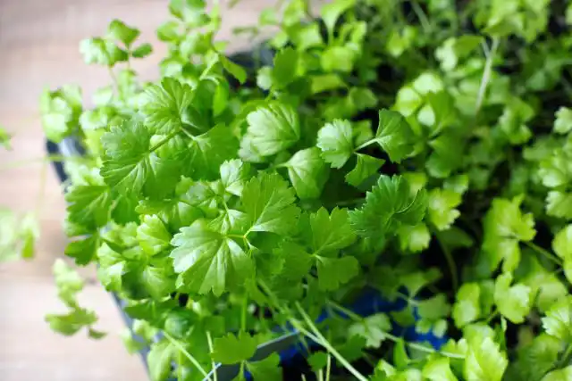 Нет ничего сложного в том, чтобы вырастить корневой сельдерей самостоятельно