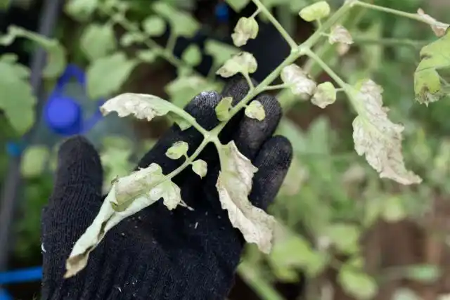 Фузариозное увядание томатов