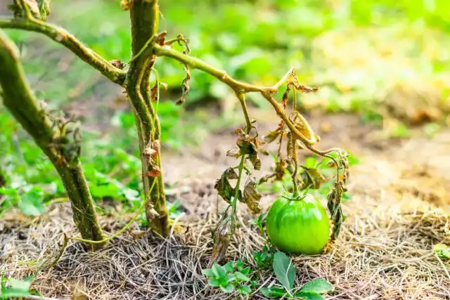 Вертициллёзное увядание томата