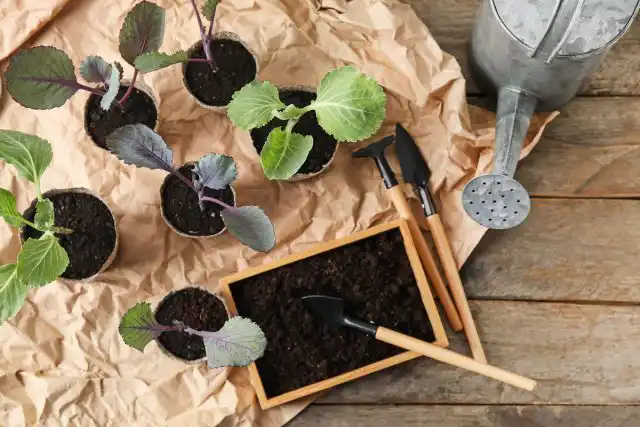 Одно из преимуществ своей рассады — возможность вырастить именно те сорта, которые интересны вам