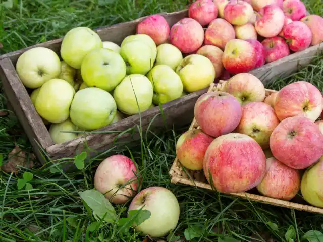 Вибираємо ідеальний сорт яблуні