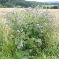 Лопух войлочный, паутинный, или волосистый (Arctium tomentosum)
