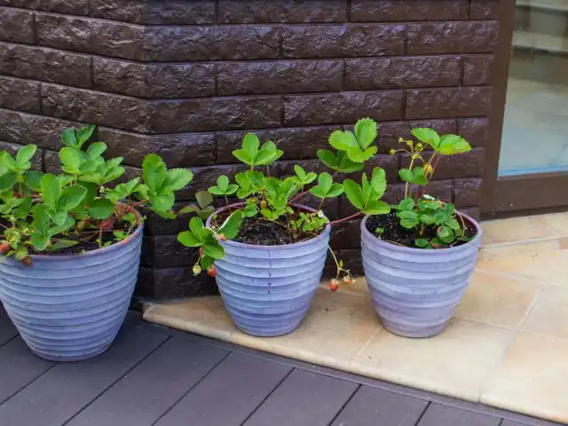 Земляника очень хорошо подходит для выращивания в контейнерах