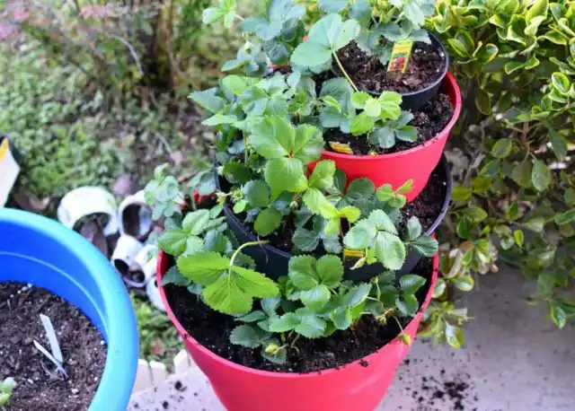 Штабельные грядки для клубники