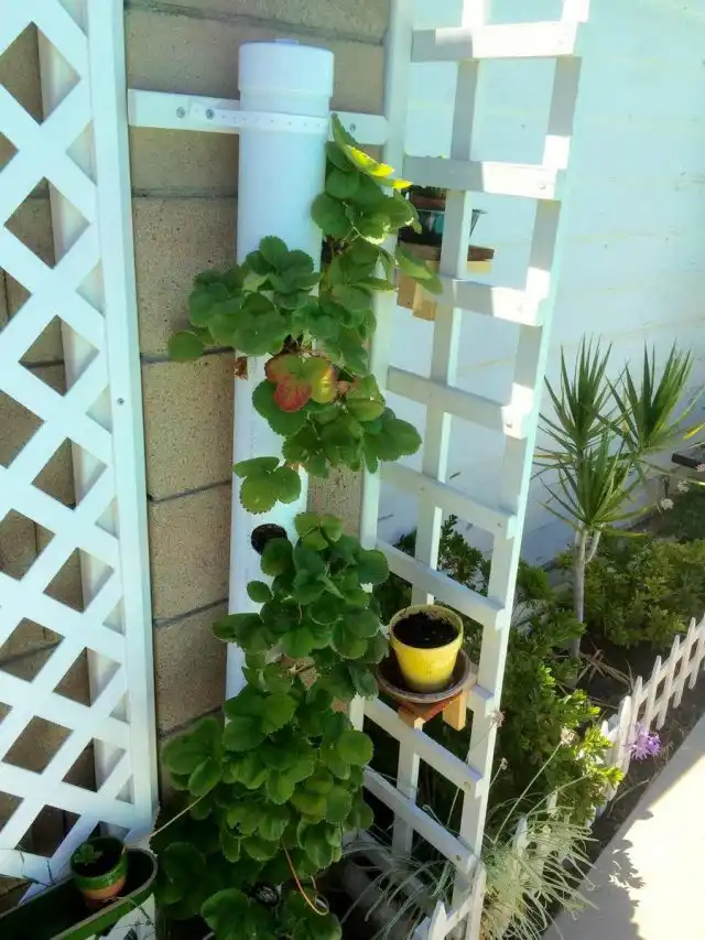 Из пластиковых труб сооружаются оригинальные вертикальные узкие грядки для клубники