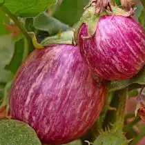 Баклажан «Матросик»