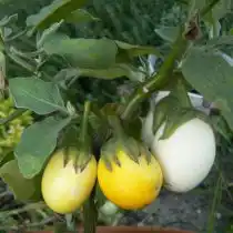 Баклажан «Жёлтое яйцо»