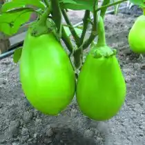 Баклажан«Изумрудный F1»