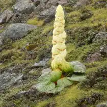 Ревень благородный (Rheum nobile), или сиккимский