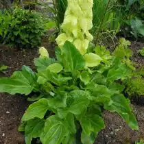 Ревень Александры (Rheum alexandrae)