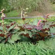 Ревень пальчатый (Rheum palmatum)