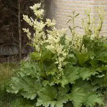 Ревень черноморский (Rheum rhaponticum)
