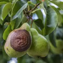 Плодовая гниль груши