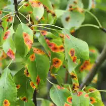 Ржавчина груши