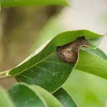 Серая гниль груши