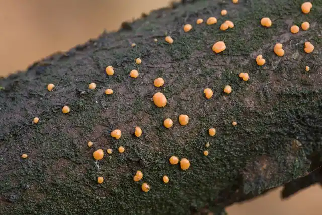 Туберкулезный некроз коры