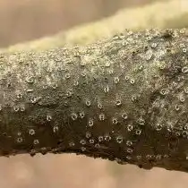 Цитоспороз, или инфекционное усыхание коры