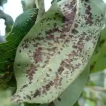 Бурая пятнистость