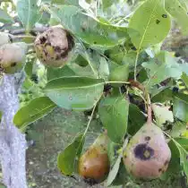 Парша груши