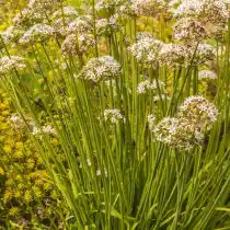 Душистый лук (Allium ramosum)