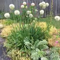 Поникающий лук-слизун (Allium nutans)