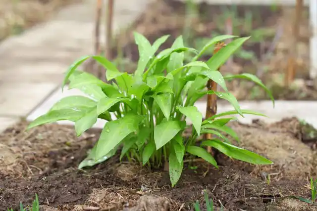 Медвежий лук (Allium ursinum)