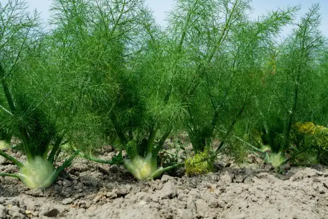 Фенхель аптечный, или обыкновенный (Foeniculum vulgare)