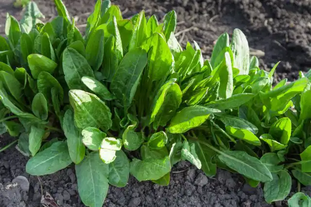 Щавель (Rumex)