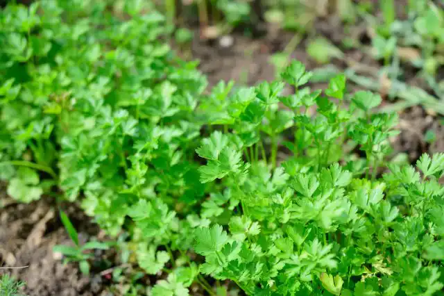 Петрушка (Petroselinum)