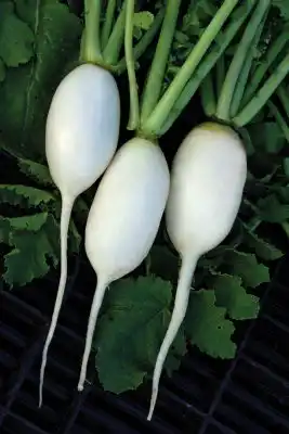 Сорт редиса «Осенний гигант»