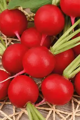 Сорт редиса «Любава»