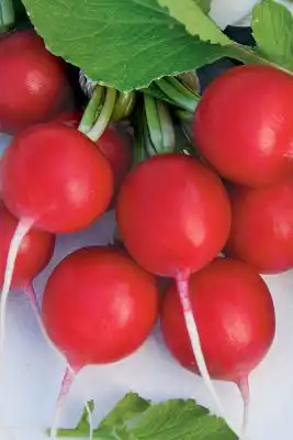 Сорт редиса «Кармелита»