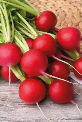 Сорт редиса «Меркадо»