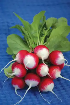 Сорт редиса «Маяк»