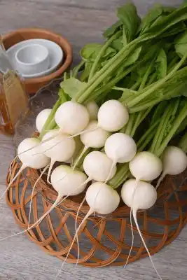 Сорт редиса «Октава»