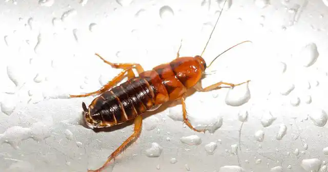 Тараканы заводятся там, где влажно и тепло