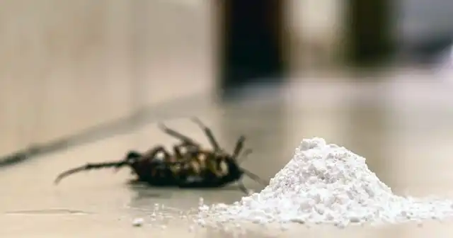 Рассыпанные кучки с борной кислотой