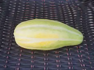 Дыня «Тыдачункуайха» (Tydachunquaike)