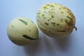 Дыня «Фестиваль Грин»